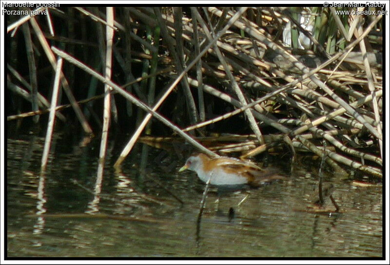 Little Crake male, identification