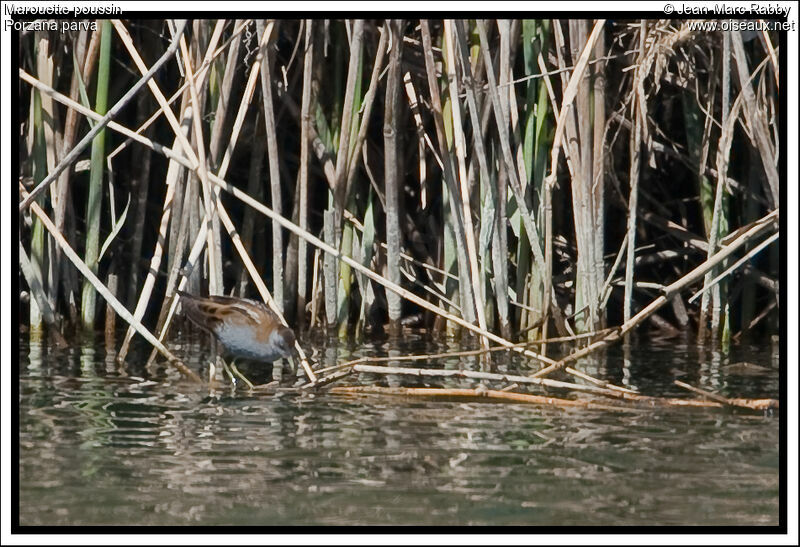 Little Crake male, identification