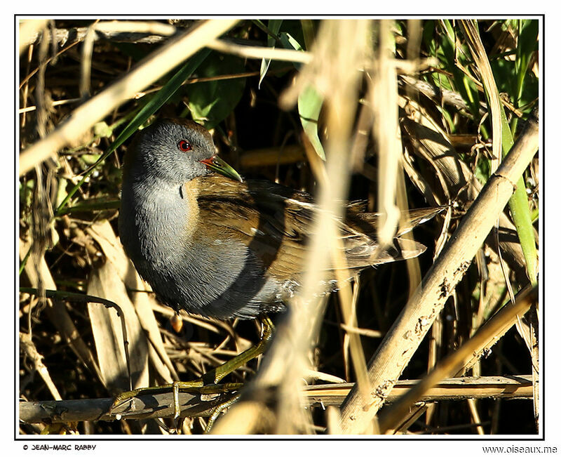 Marouette poussin mâle, identification