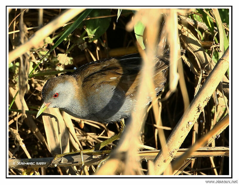 Little Crake male, identification