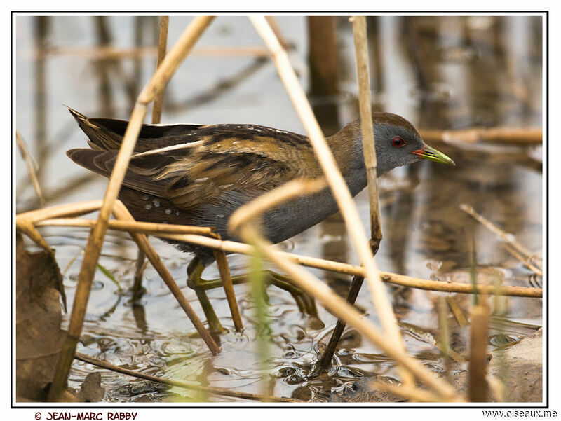 Little Crake male, identification