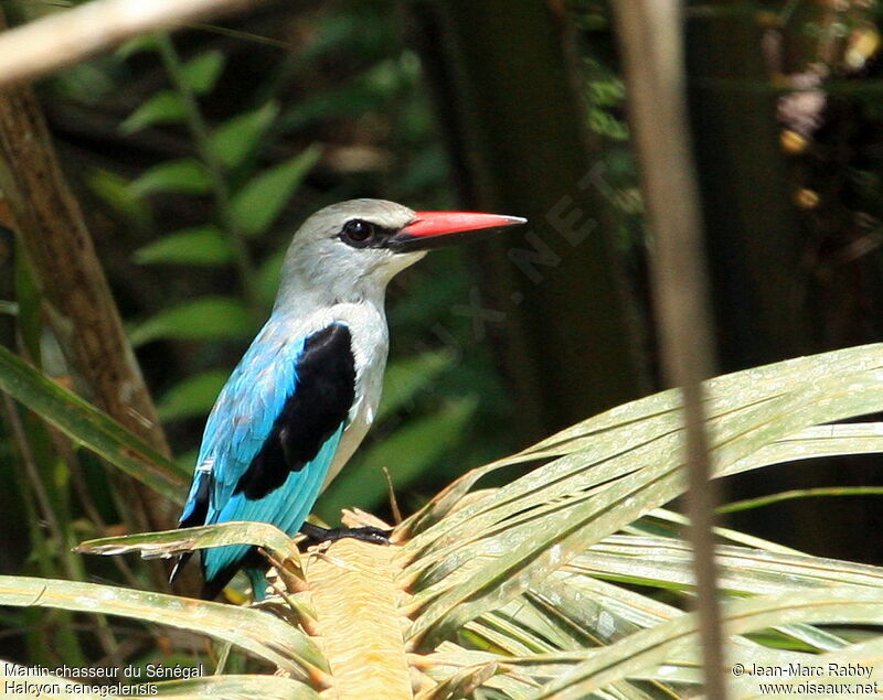 Woodland Kingfisher