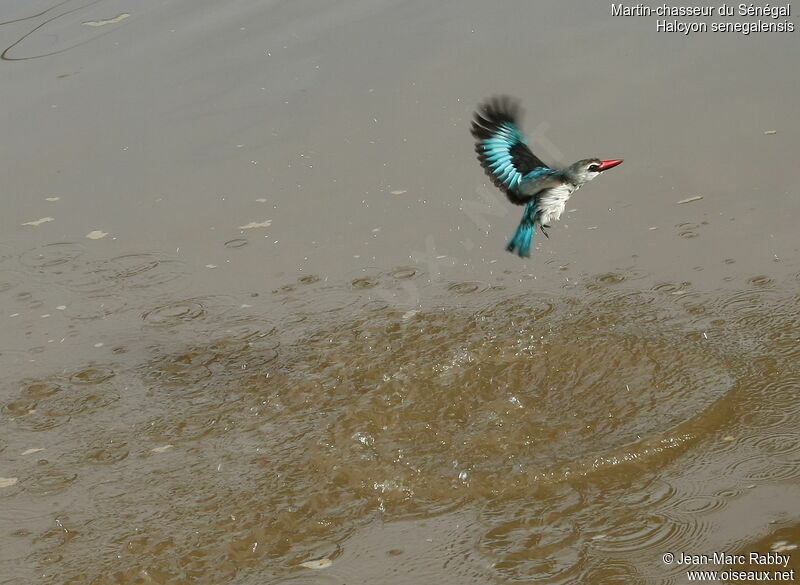 Woodland Kingfisher