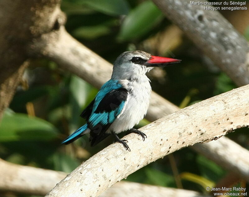 Woodland Kingfisher