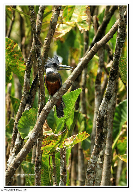 Ringed Kingfisher, identification