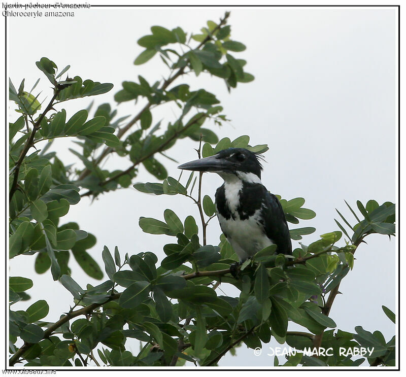 Martin-pêcheur d'Amazonie, identification