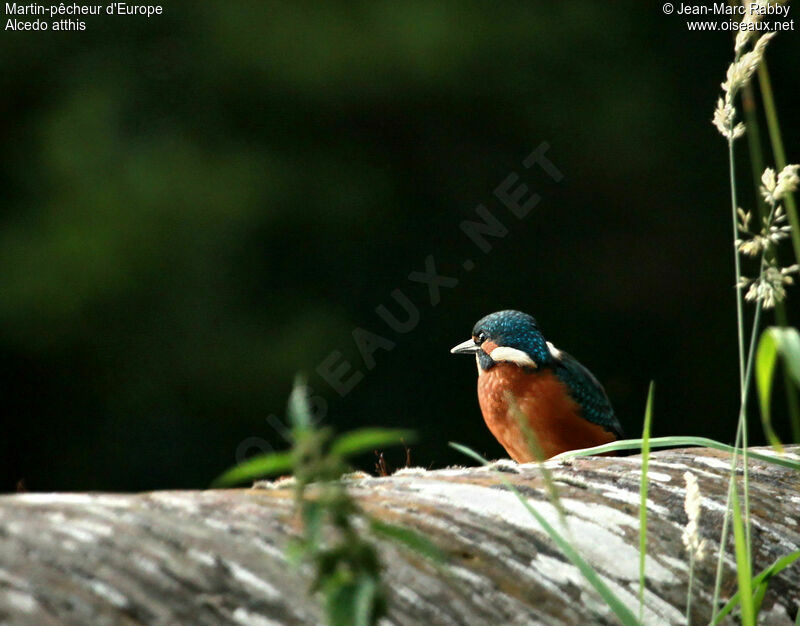 Martin-pêcheur d'Europe, identification