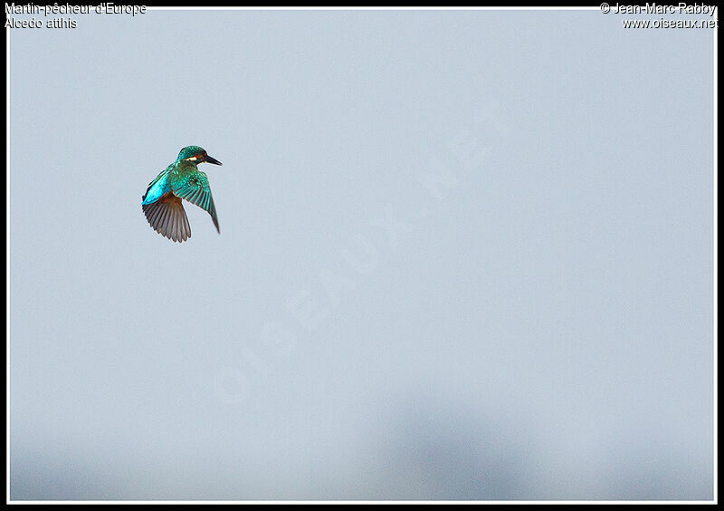 Common Kingfisher, Flight