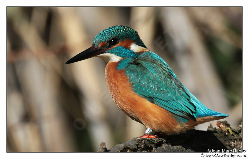 Martin-pêcheur d'Europe mâle, identification