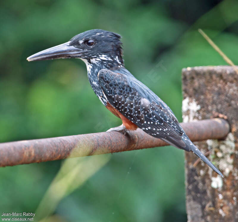 Giant Kingfisher female adult, identification