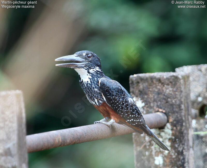 Giant Kingfisher female, identification