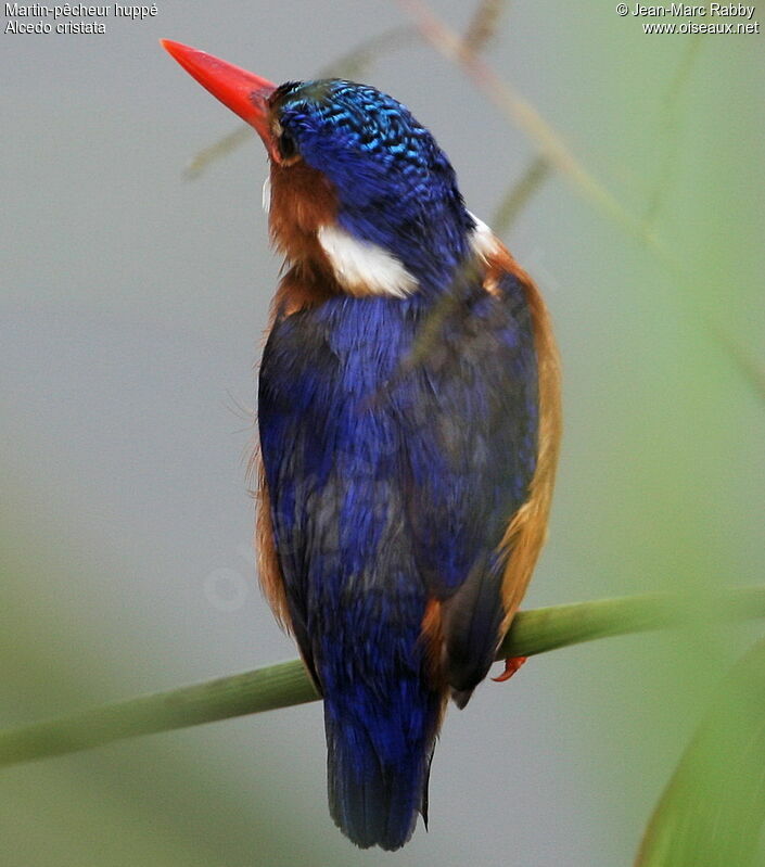 Malachite Kingfisher