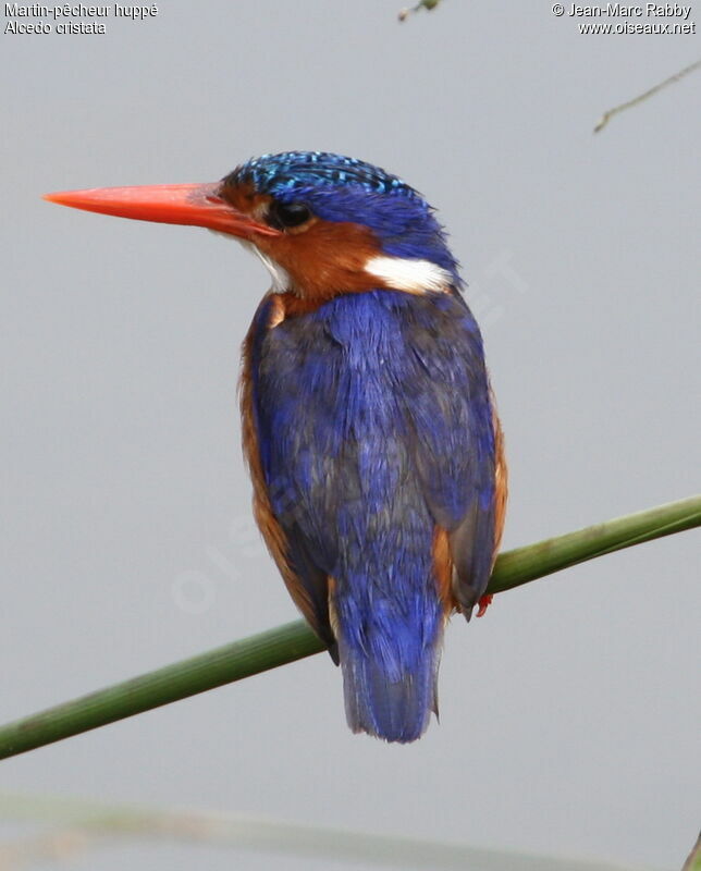 Malachite Kingfisher