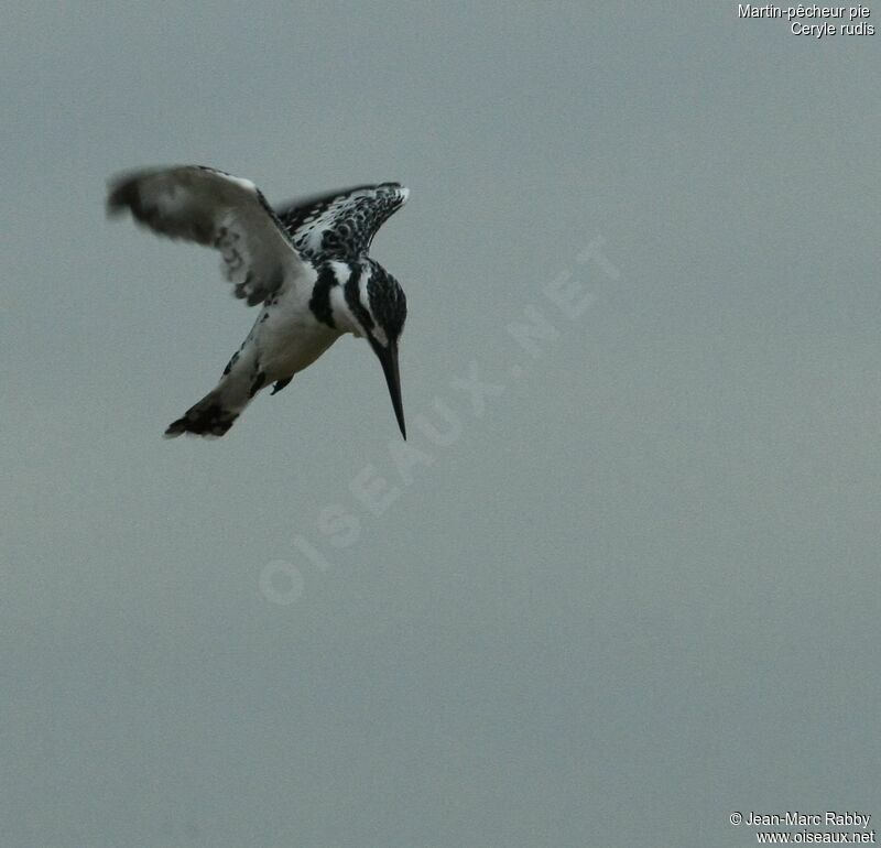 Pied Kingfisher