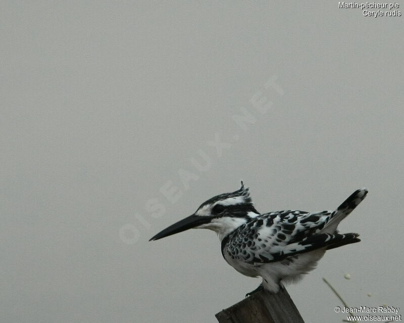 Martin-pêcheur pie, identification