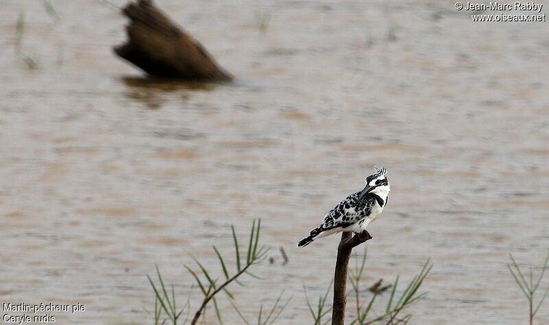 Martin-pêcheur pie, identification