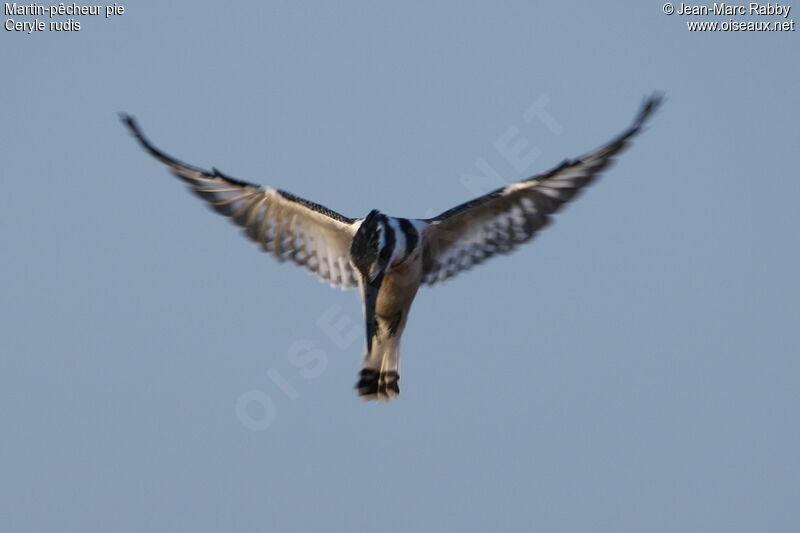 Pied Kingfisher, Flight