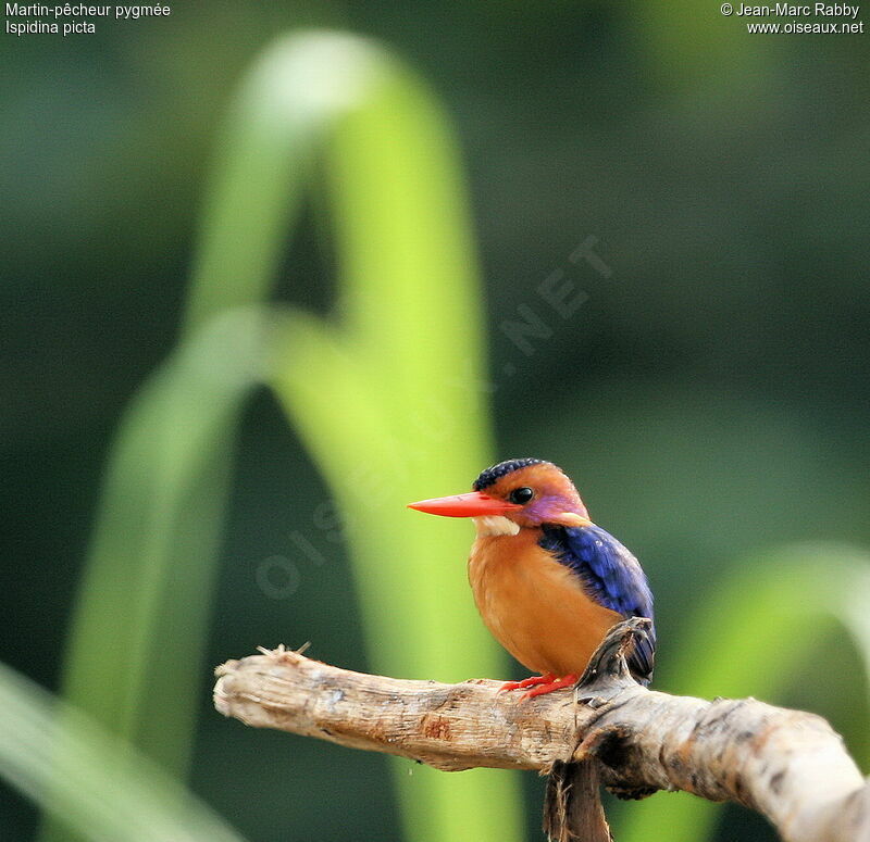 African Pygmy Kingfisher