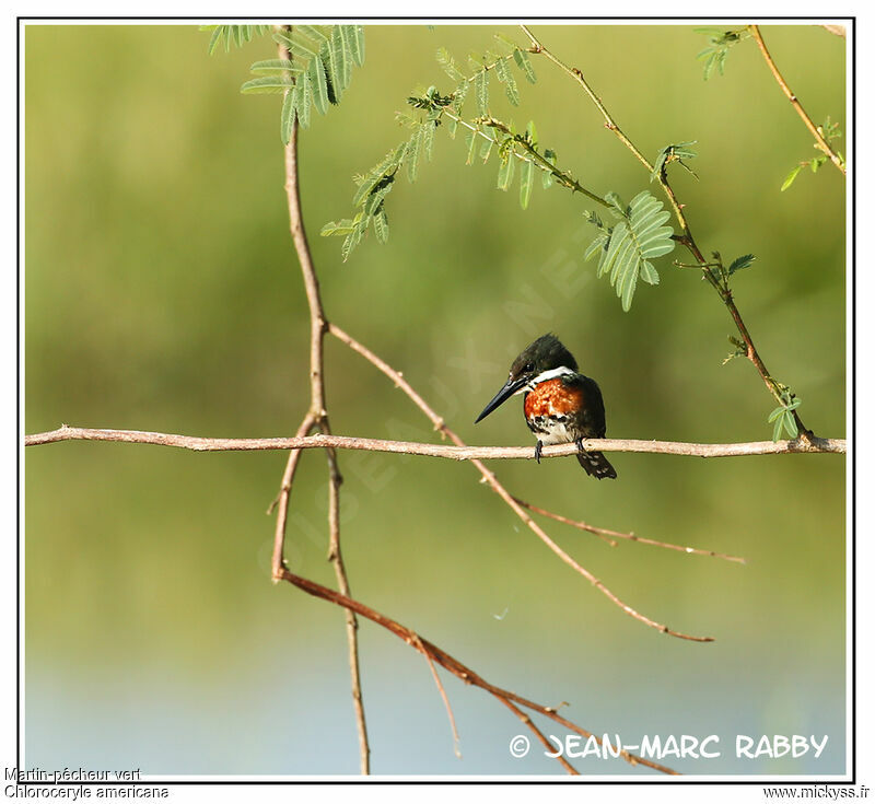 Green Kingfisher, identification