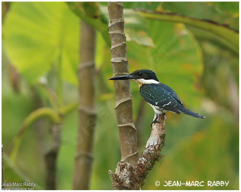 Green Kingfisher female adult, identification