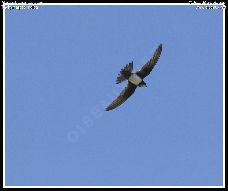 Alpine Swift, Flight