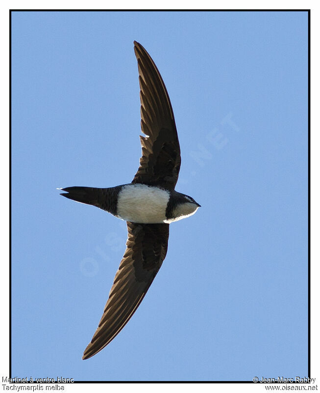 Alpine Swift, Flight