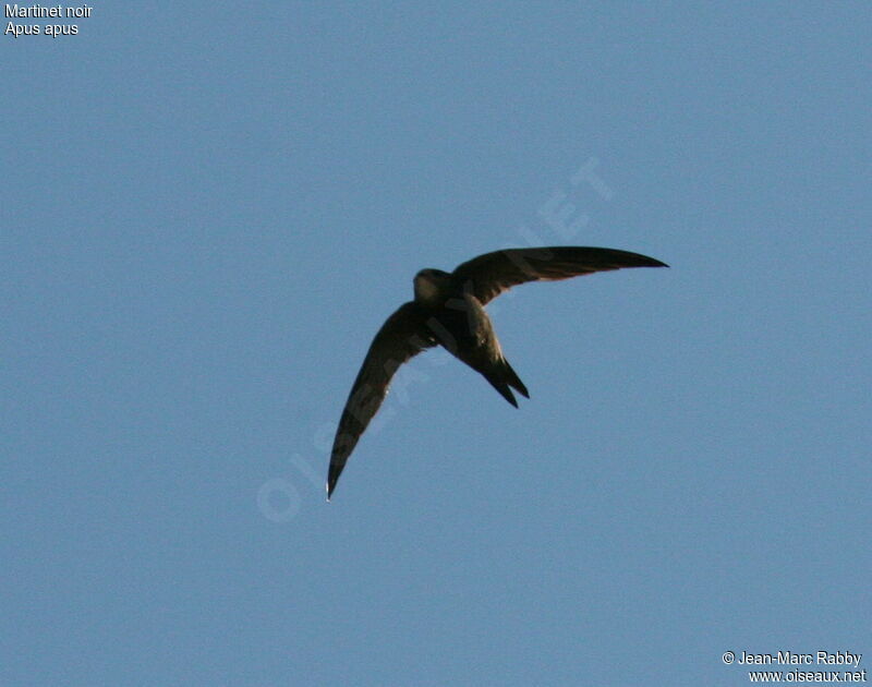 Common Swift, identification