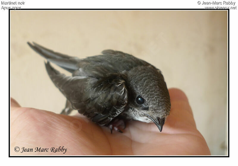 Common Swiftjuvenile, identification