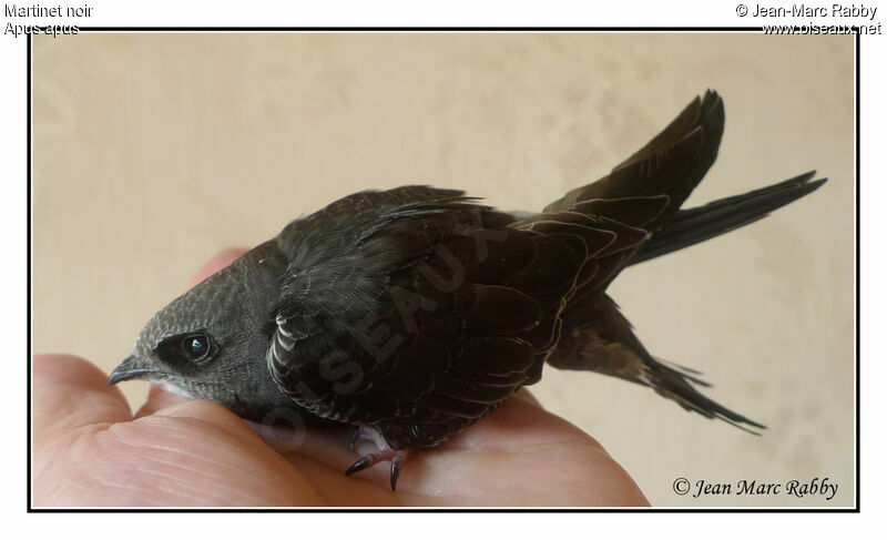 Common Swiftjuvenile, identification