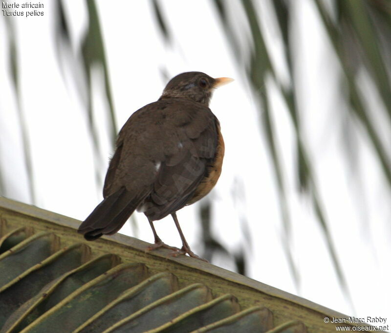 African Thrush