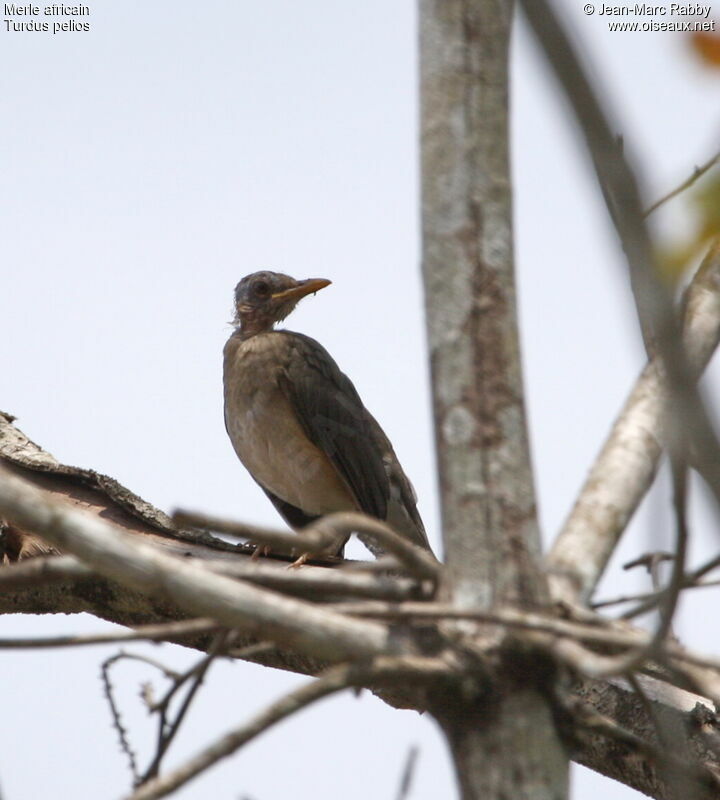 African Thrush