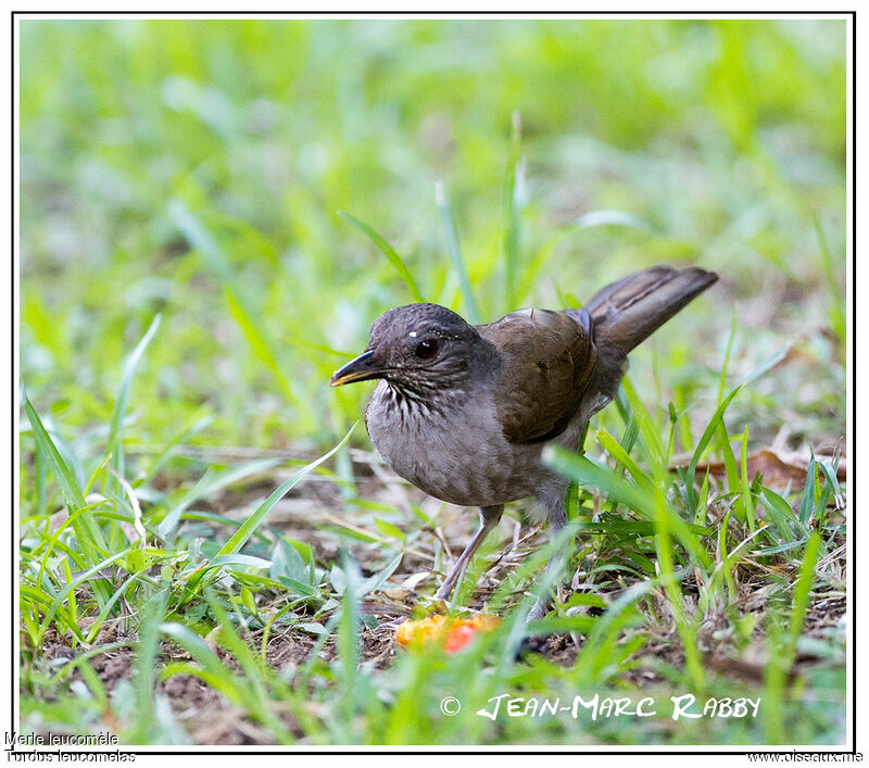 Merle leucomèle, identification