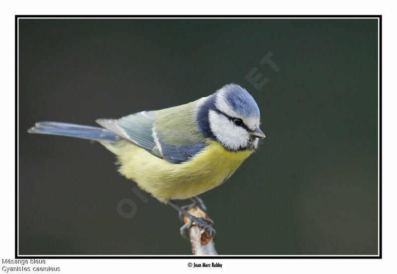 Eurasian Blue Tit, identification