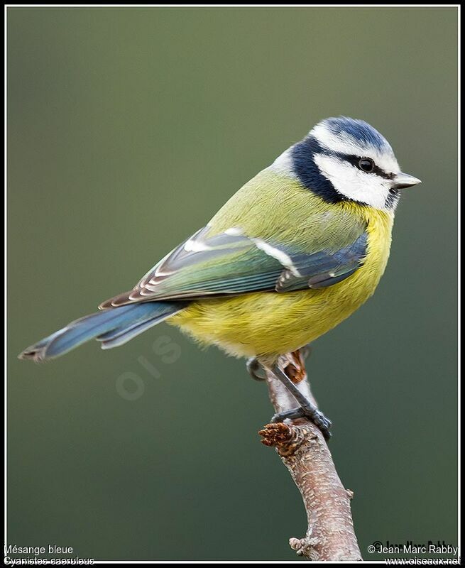 Eurasian Blue Tit, identification