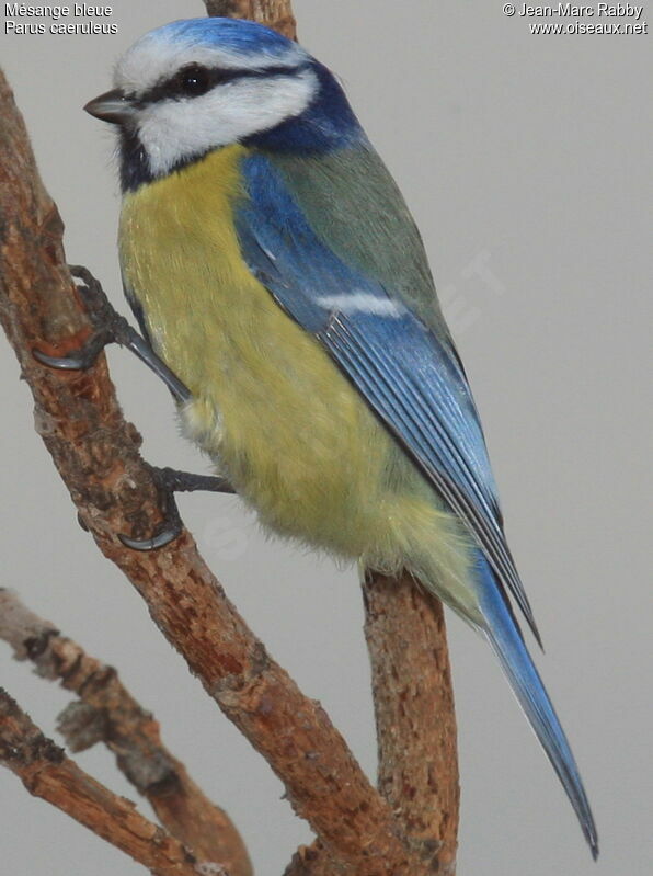 Eurasian Blue Tit