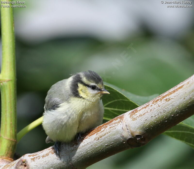 Eurasian Blue Titjuvenile, identification