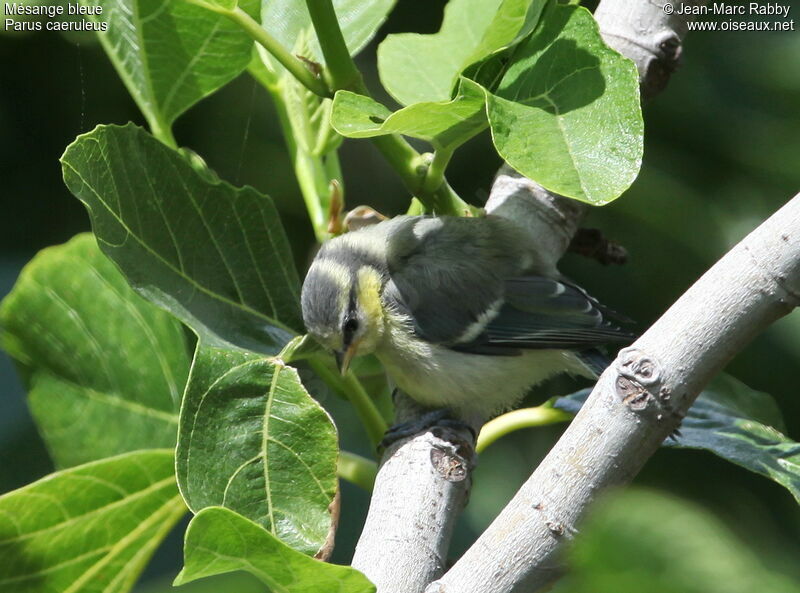 Eurasian Blue Titjuvenile, identification