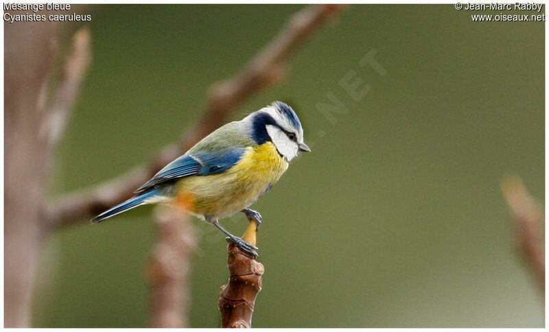 Mésange bleue, identification