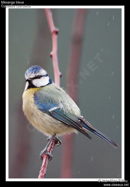 Mésange bleue, identification