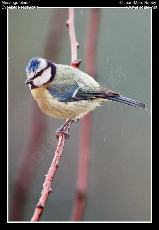 Eurasian Blue Tit, identification