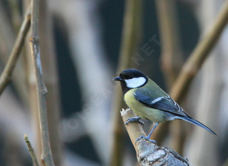 Mésange charbonnière, identification