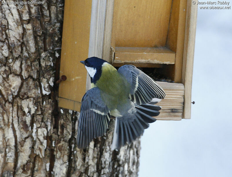 Great Tit, identification