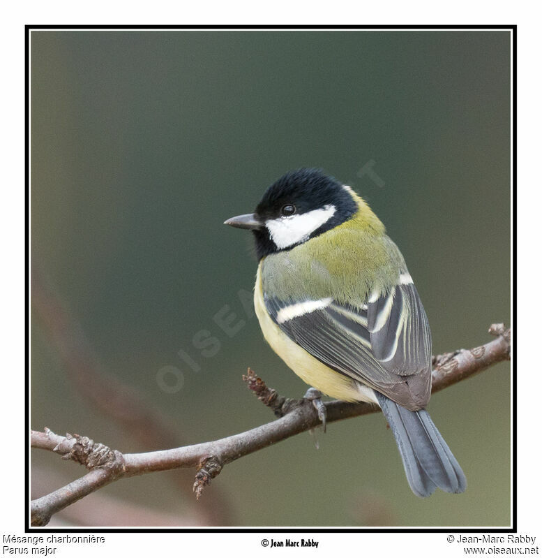 Great Tit, identification