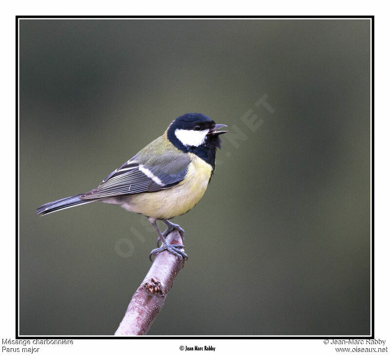 Mésange charbonnière, identification