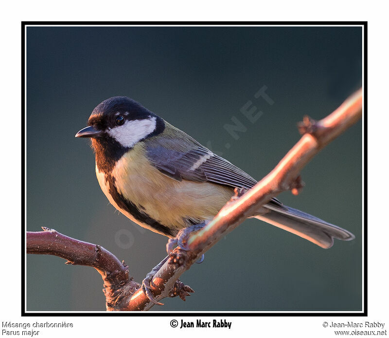 Great Tit, identification