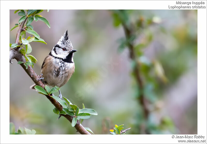 Mésange huppée, identification