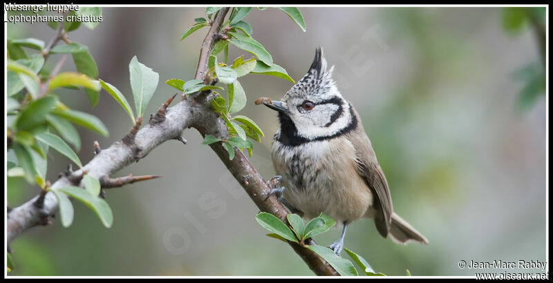 Crested Tit, identification