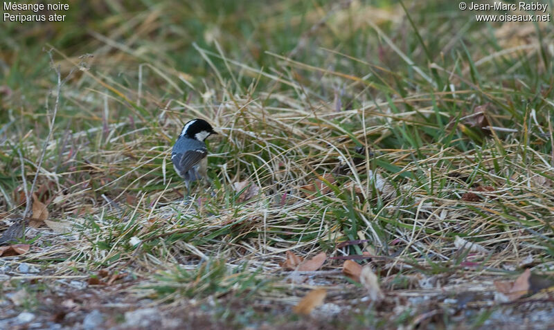 Mésange noire, identification