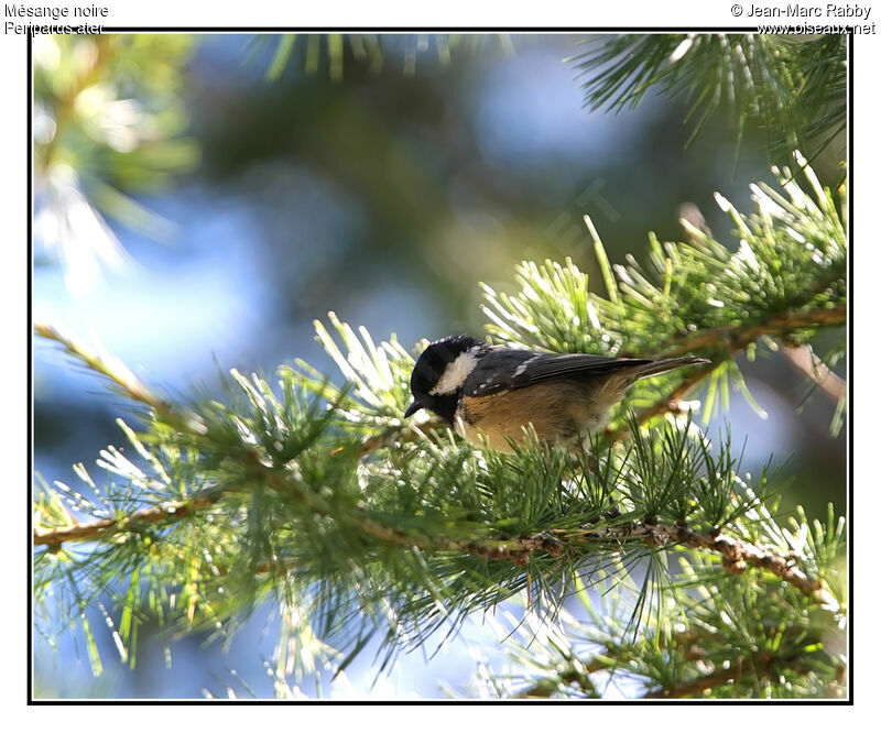 Coal Tit, identification