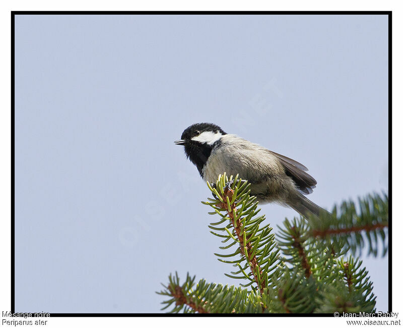 Mésange noire, identification